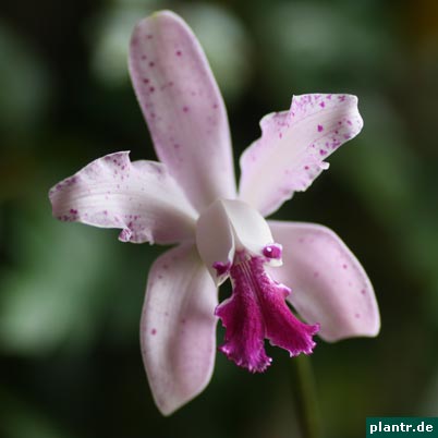 cattleya hybride cattleya hybride