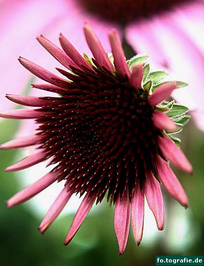 echinacea purpurea  1