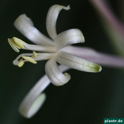 sansevieria concinna