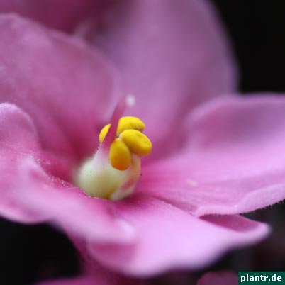 usambaraveilchen usambaraveilchen