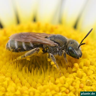 insekt unbekannt insekt unbekannt