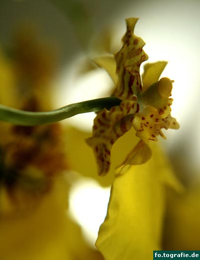 oncidium boissiense bluete