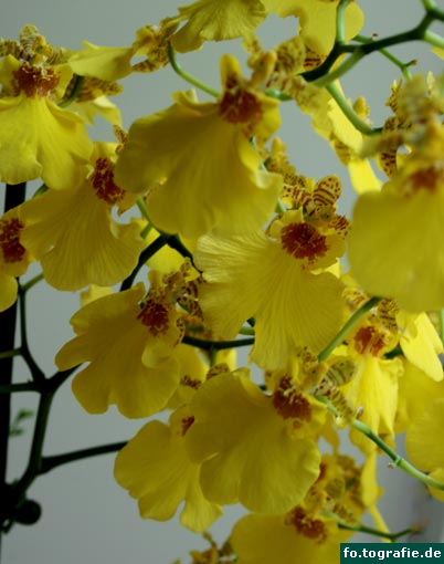 oncidium boissiense blueten