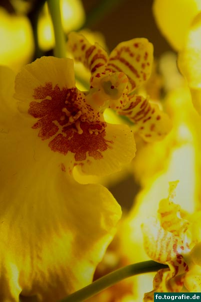 oncidium boissiense