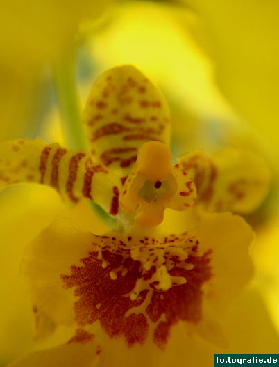 oncidium boissiense bluete