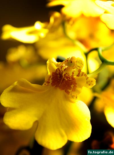 oncidium boissiense blueten