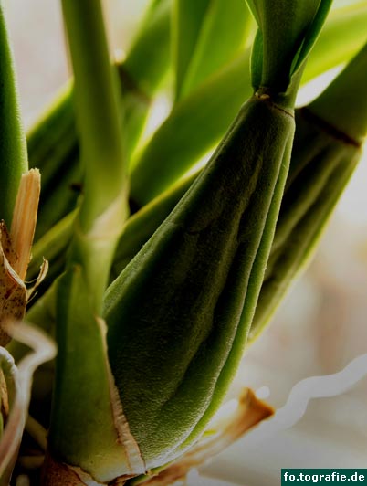 oncidium boissiense bulbe