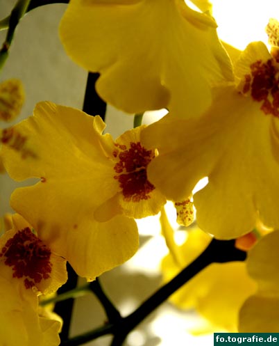 oncidium boissiense
