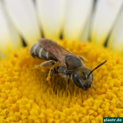 unbekanntes insekt unbekanntes insekt