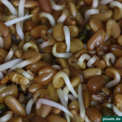 bockshornklee bockshornklee