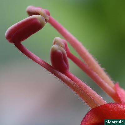 aeschynanthus-staubblaetter