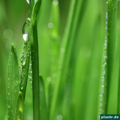 weizengras