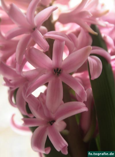 Hyazinthe 014a Kopie