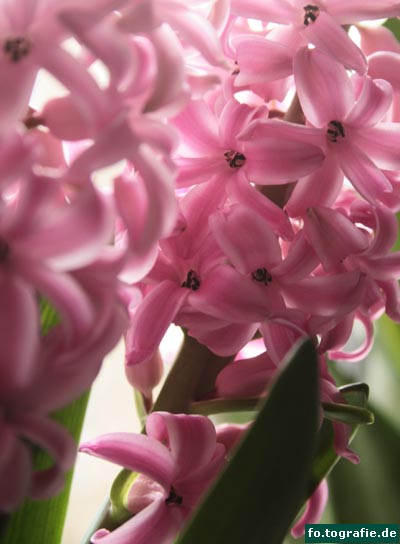 Hyazinthe 018a Kopie