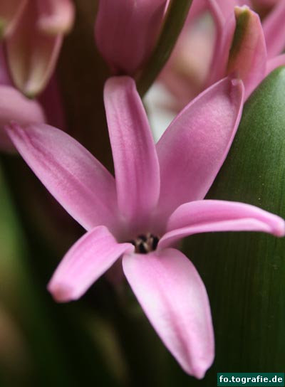 Hyazinthe rosa 013 Kopie