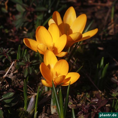 crocus-orange