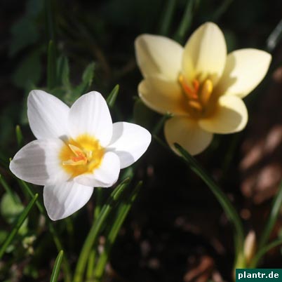 crocus-weiss