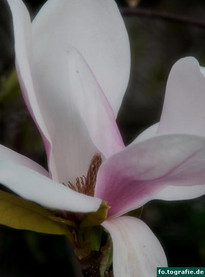 Magnolie 1 005 Kopie