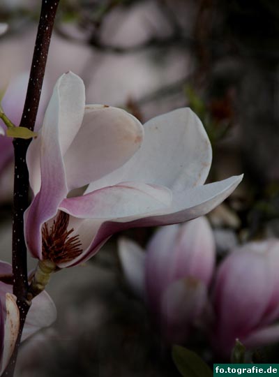 Magnolie 1 042 Kopie