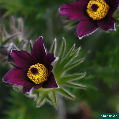 pulsatilla vulgaris