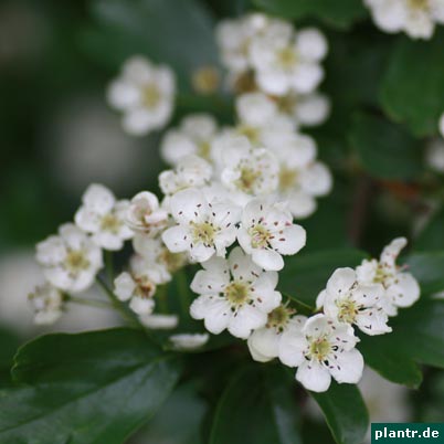 crataegus monogyna
