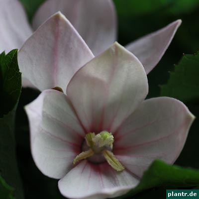 platycodon grandiflorus