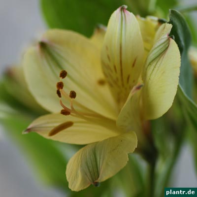 alstroemeria bluete