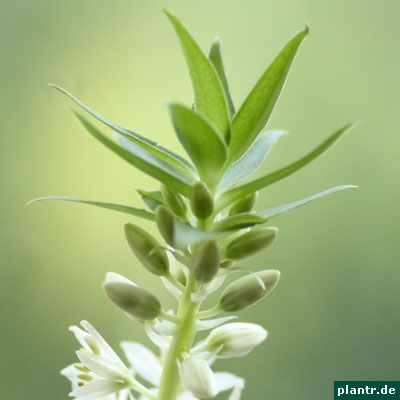 eucomis autumnalis