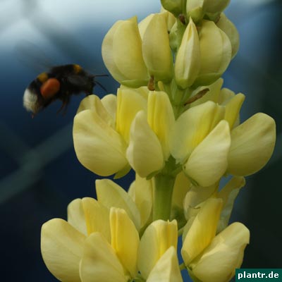 hummel lupine