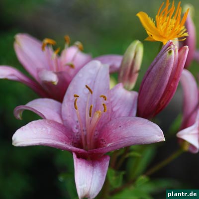 lilien trollblume