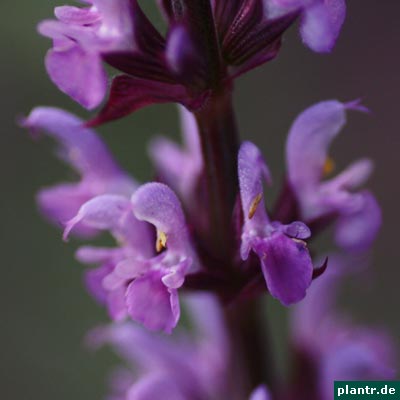 salvia pratensis