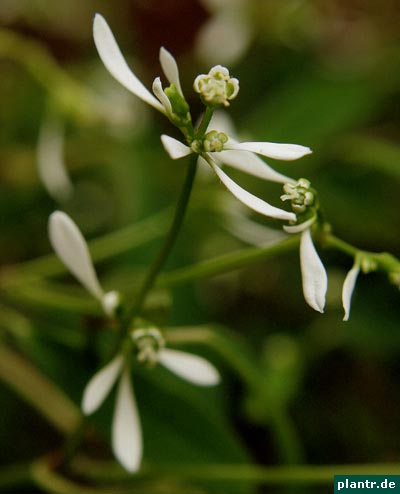 zauberschnee blueten zauberschnee blueten