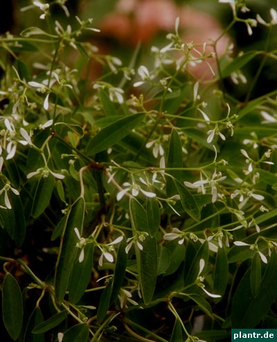 zauberschnee euphorbia zauberschnee euphorbia