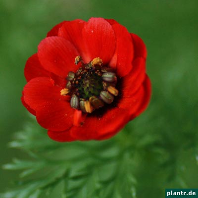 adonis aestivalis