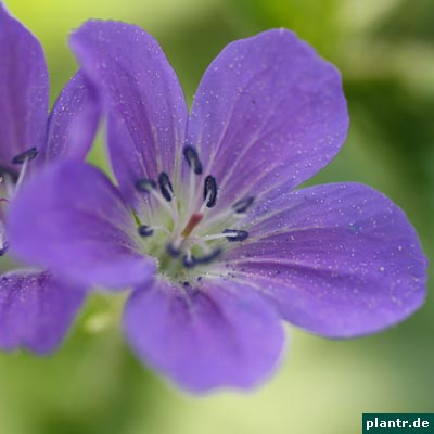 geranium sylvaticum