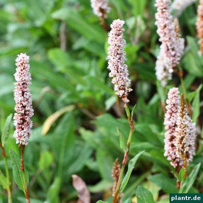 persicaria affinis