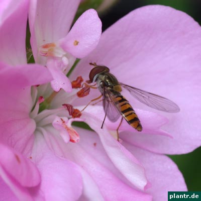 schwebfliege pelargonie