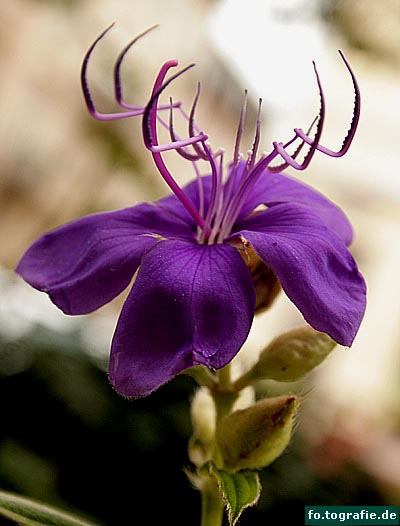 Tibouchina urvilleana 004 Kopie