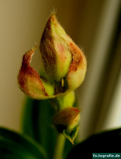 Tibouchina urvilleana 034 Kopie