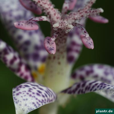 krötenlilie krötenlilie