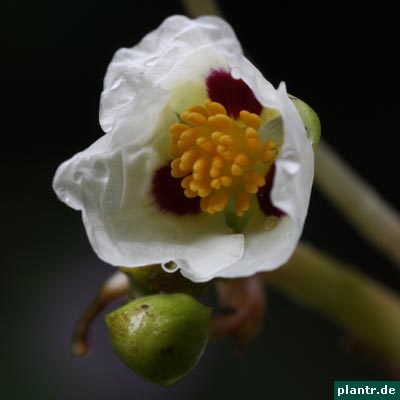 montevideo-pfeilkraut