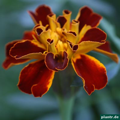 studentenblume studentenblume