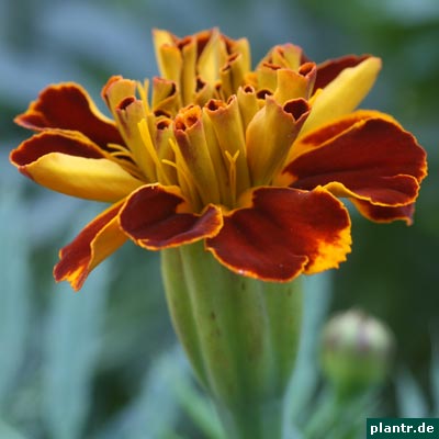 tagetes tagetes