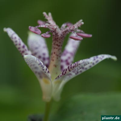 tricyrtis hirta tricyrtis hirta