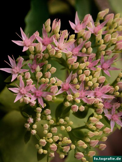 Fetthenne-Sedum 026