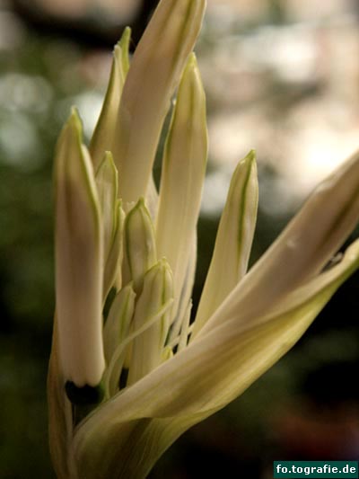 guernseylilie guernseylilie