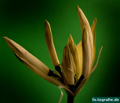 nerine-knospen nerine-knospen