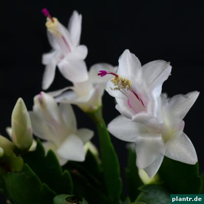 weihnachtskaktus weihnachtskaktus