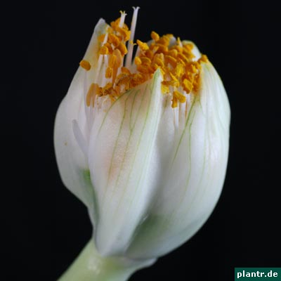 haemanthus bluete haemanthus bluete