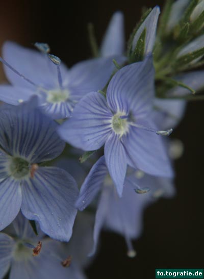 Ehrenpreis-Veronica teucrium 018